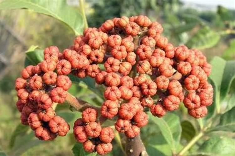 两年的吴茱萸还是很矮小该施什么肥？