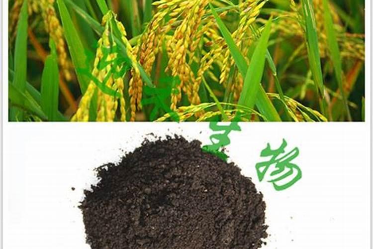 夏威夷竹浇水时间和正确方法