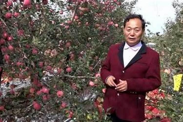 苹果树硼中毒怎么办