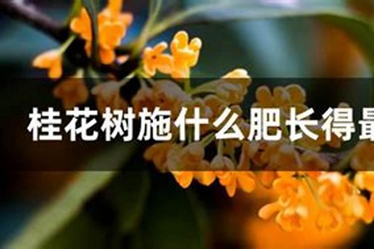 桉树怎样合理施肥,用什么肥料好？