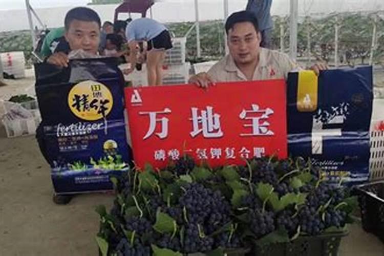 葡萄糖做叶面肥有效吗