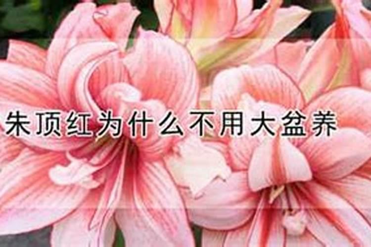 朱顶红如何追肥长叶多