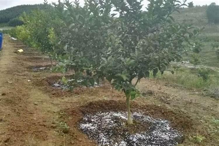 蕃茄施什么肥最好