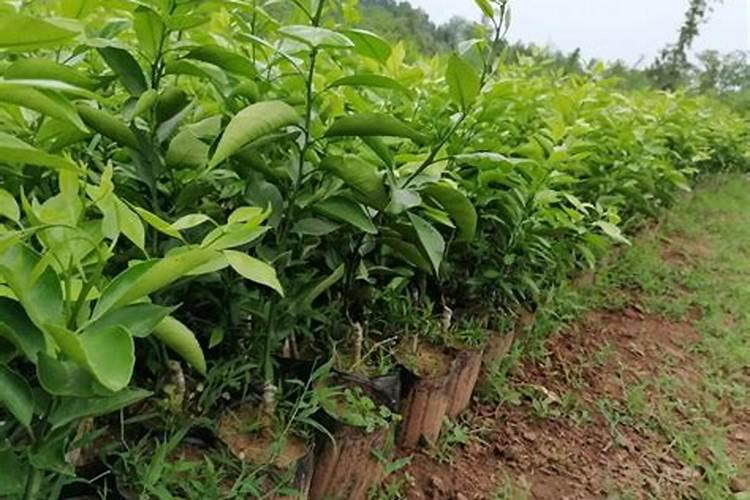 柑子树种植技巧