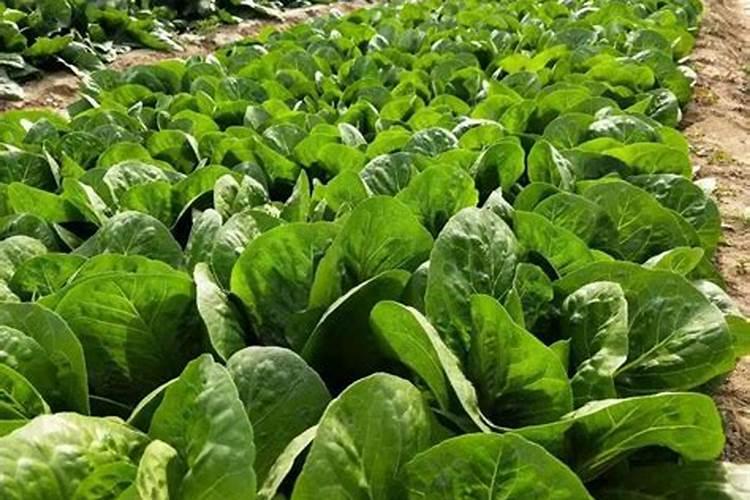 为什么在叶菜类植物的栽培种常多施用氮肥,而栽培马铃薯和甘薯则较多...