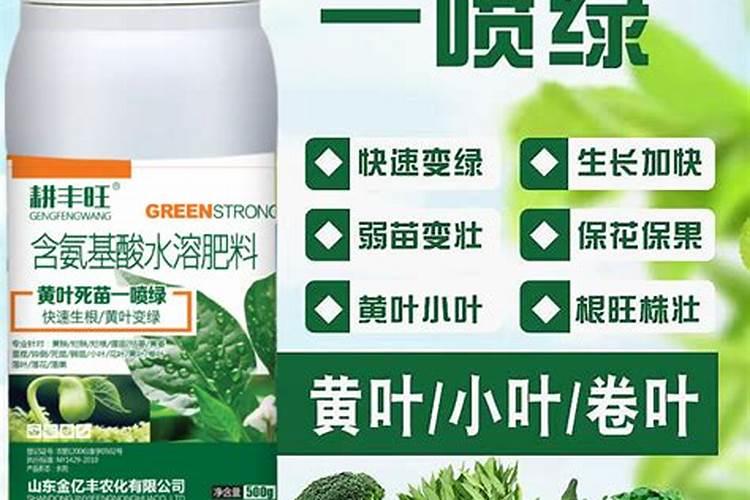 菜苗定植后可以喷叶面肥吗视频？