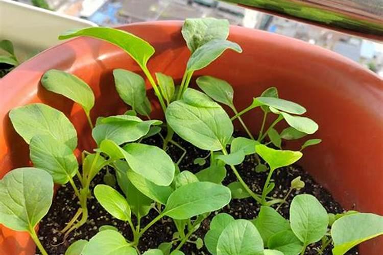 种蔬菜什么时候才能施肥