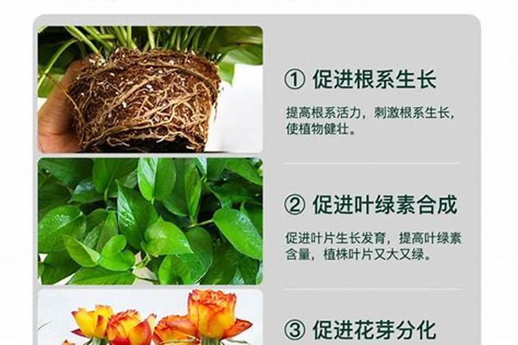 含钾高的坚果排行表