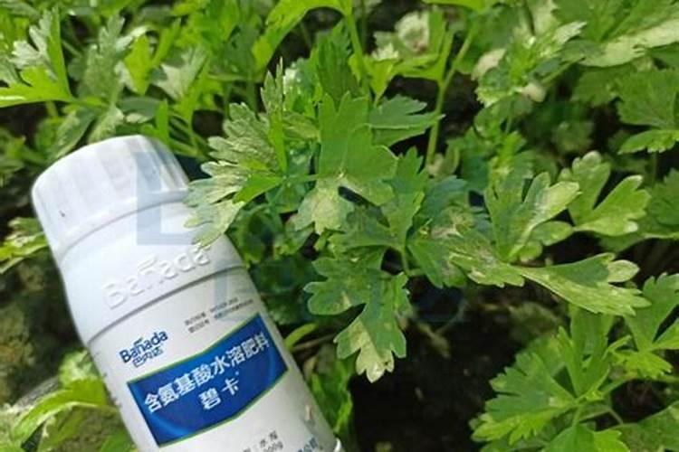 雷竹高产如何施肥