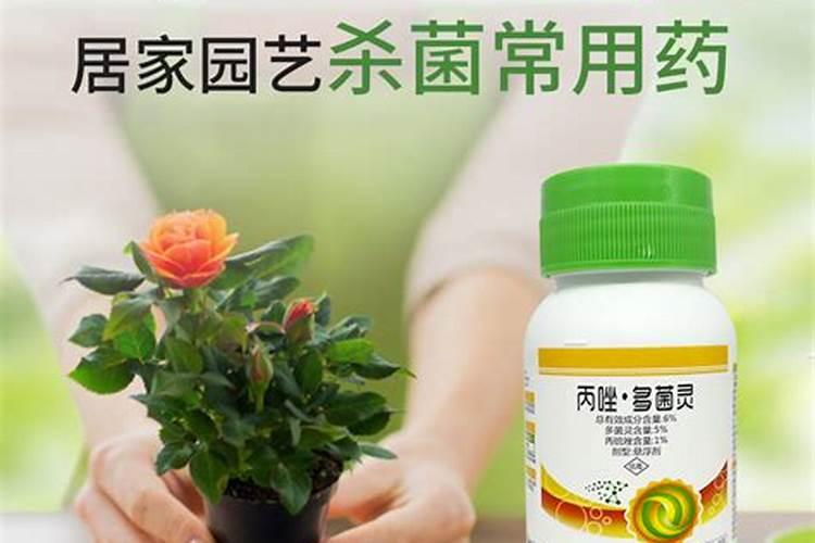 如何对麦冬进行田间管理
