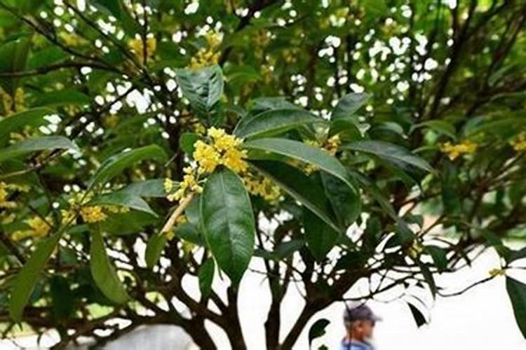地栽桂花树的养殖方法和注意事项