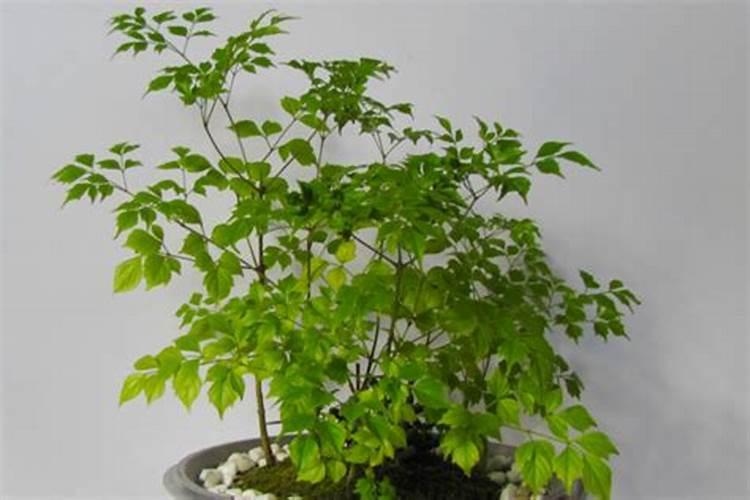春天种植的月季怎么浇水施肥