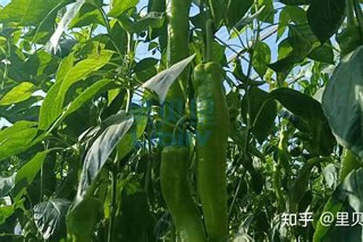 种豆角用什么肥料最好 种豆角用磷酸二氢钾肥可以吗