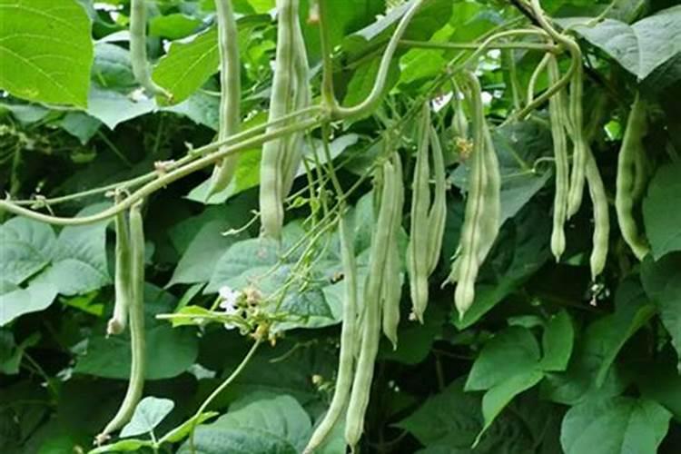 豆角喜欢什么肥料最好