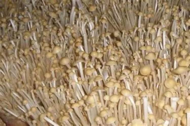 金针菇现在是什么意思？