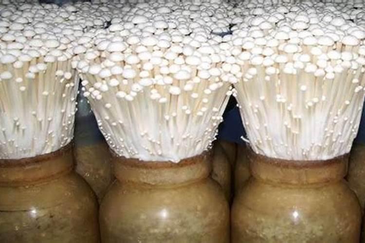 金针菇栽培技术