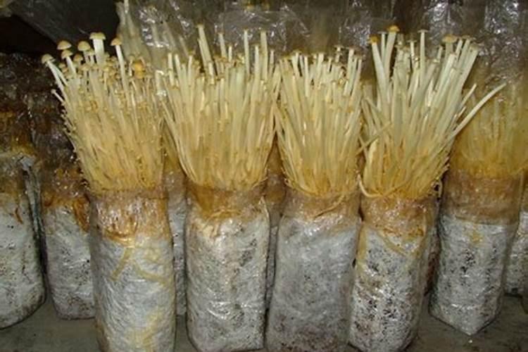 金针菇危害特别大的原因