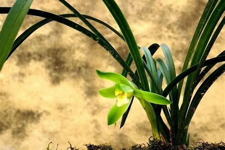 磷酸二氢钾浇花起什么作用(用来浇灌、喷施注意事项)
