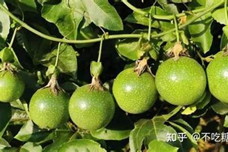 氮肥是什么肥料,哪些属氮肥