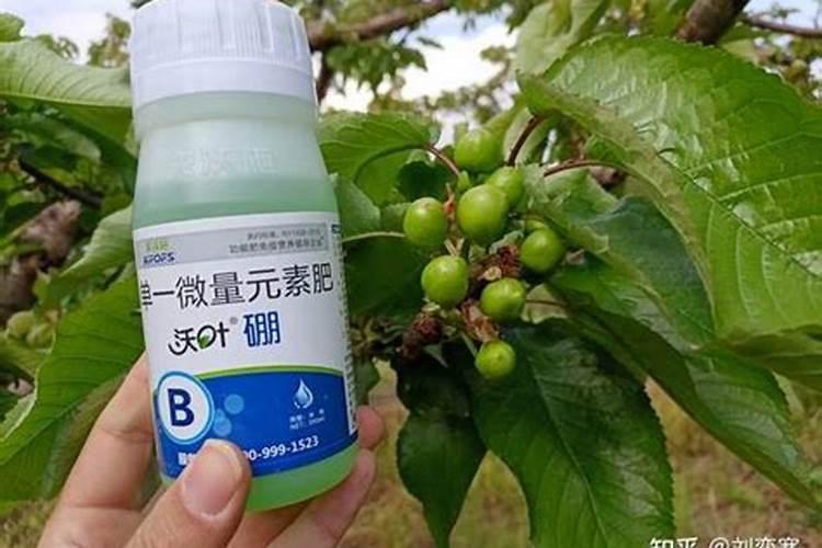 温室大棚冬枣怎样更早变红？去年结果后,枣一直不红,价格就买的不好...