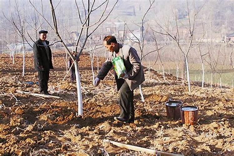 核桃叶面肥哪种最好,这样喷施最管用
