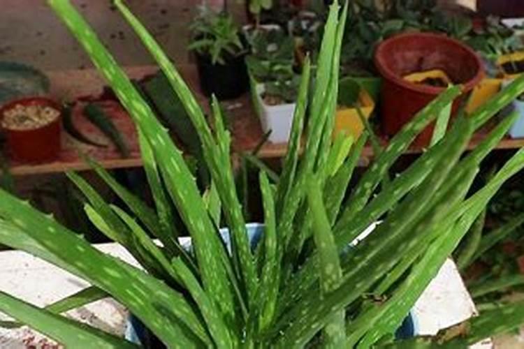 芦荟浇什么肥最好