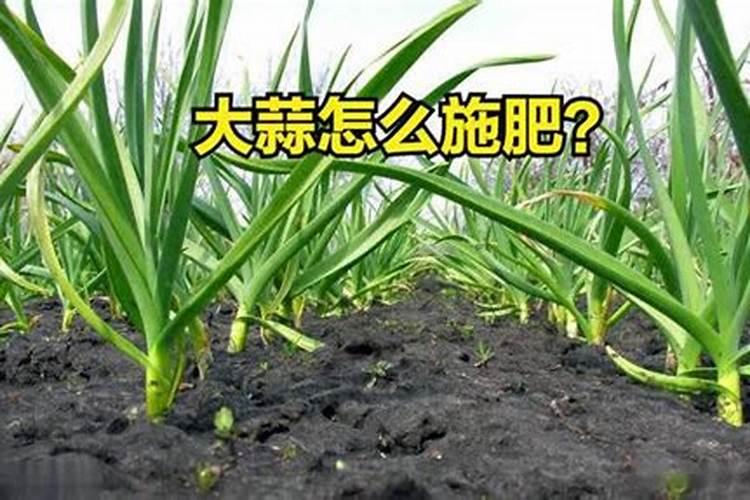 大蒜追肥用什么肥料