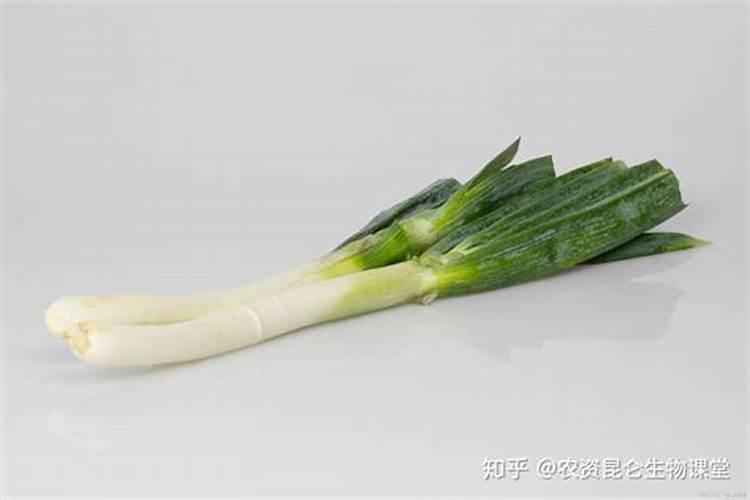 橘子皮泡水可以浇月季花吗？