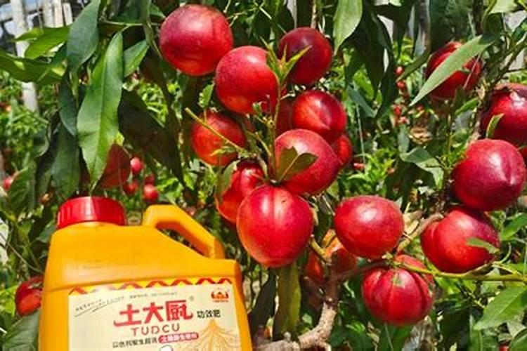 二肽的结构式是什么？