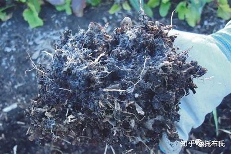 油菜防冻的药是哪种