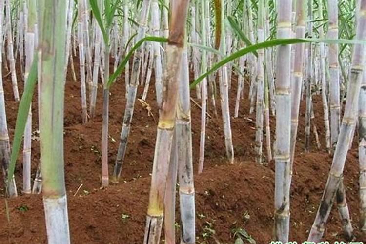 甘蔗的种植时间与方法图片