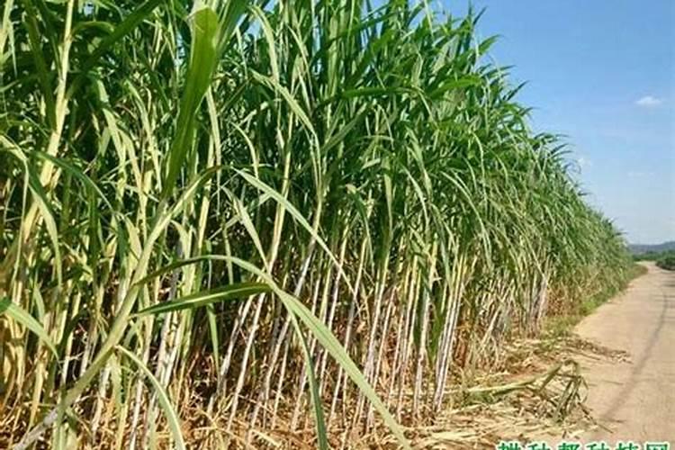 种植甘蔗用什么肥料最好