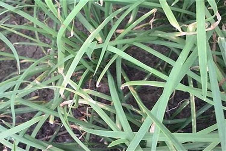 韭菜用什么肥料长得旺 附韭菜的种植方法