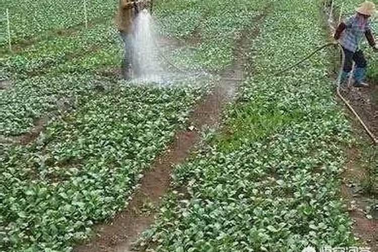 水溶肥施了多久不能淋雨？