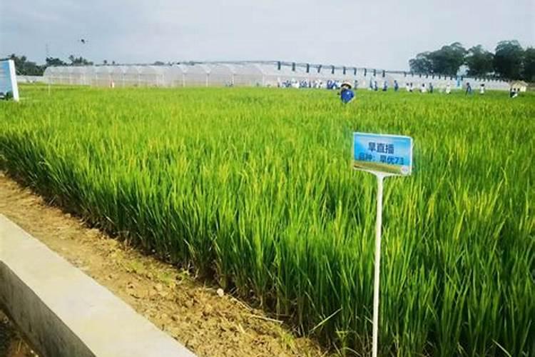 水稻品种龙庆稻3号栽培技术
