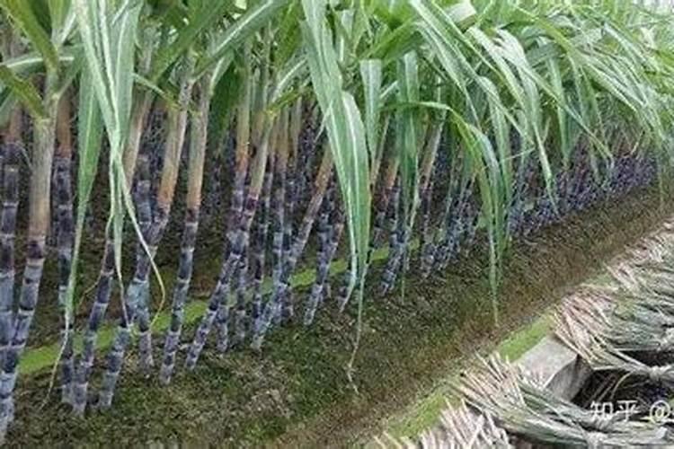 怎么样种植糖蔗发芽率最高