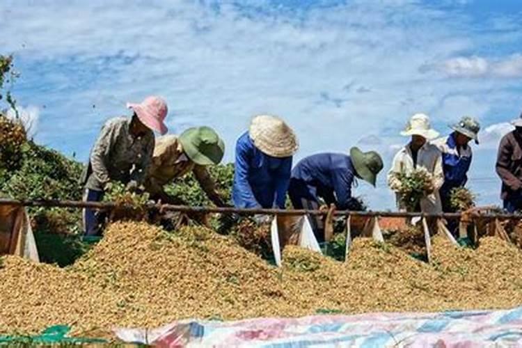 请问专家,花生套餐第三遍能否加入磷酸二胫钾？加入多少合适？有多大好 ...