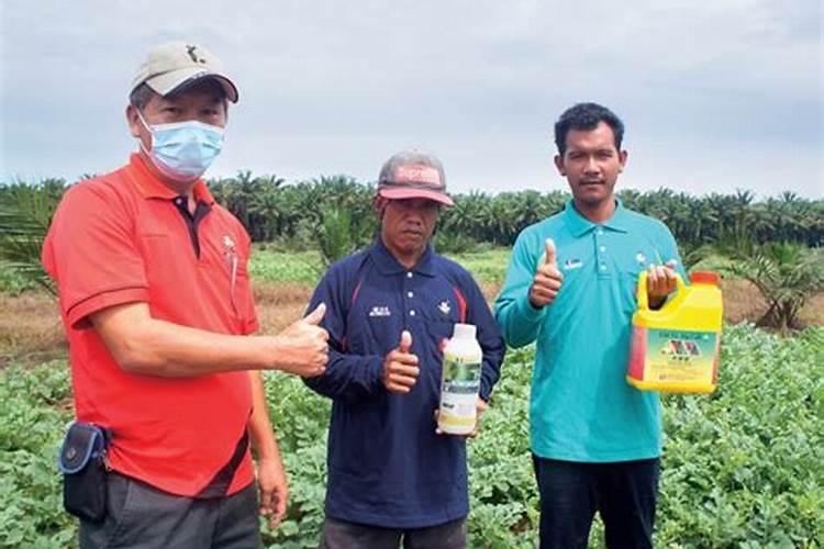 西瓜五斤了能喷芸苔素和磷酸二氢钾？