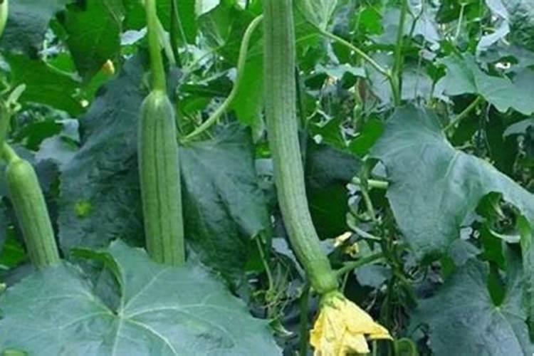 种丝瓜用什么肥料最好,丝瓜用哪种肥料产量高