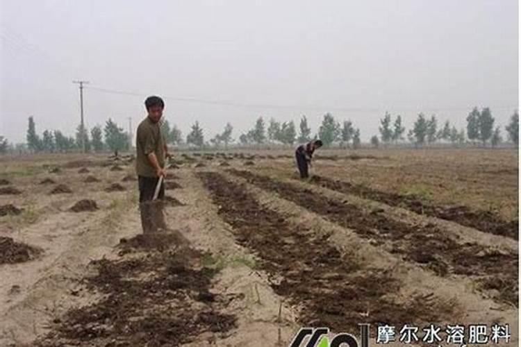 李子施肥方法和注意事项 李子如何施肥