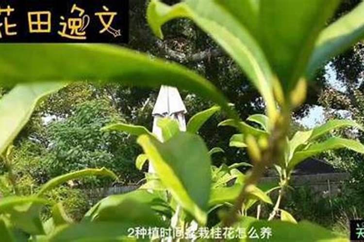 桂花怎样追肥