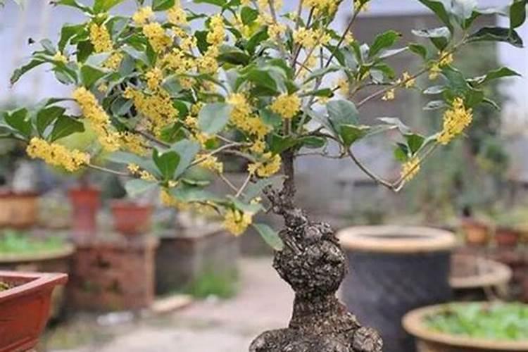 春季桂花如何施肥