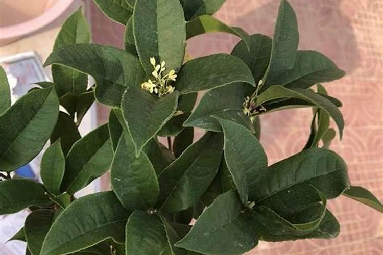 桂花树怎么施肥好？
