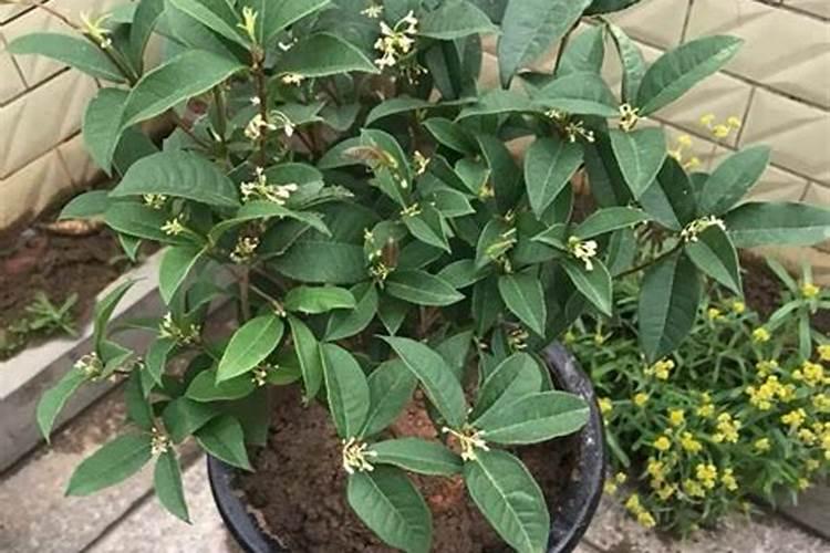 桂花树怎么施肥好？