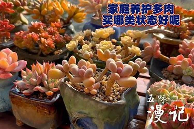 多肉弗兰克出状态很容易,想要多头群生,大棚主的方法值得参考,真的...
