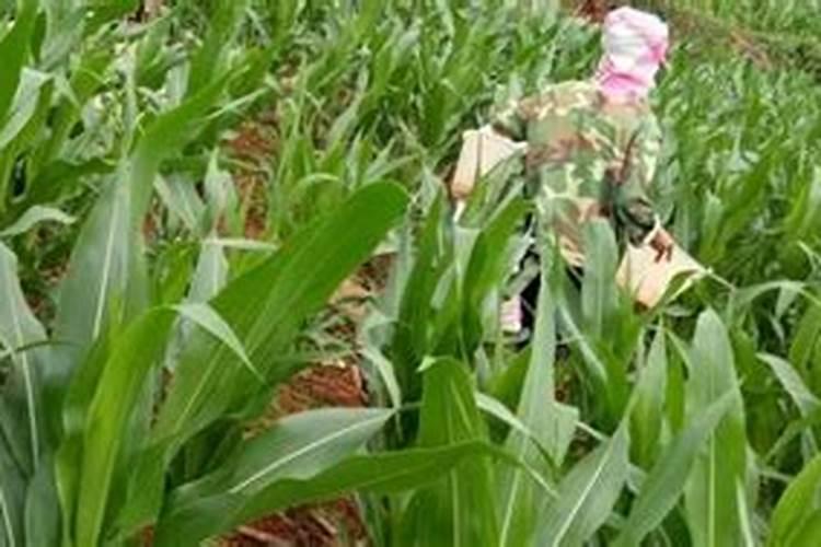 油桃种植用什么肥料可使果实更硬更甜