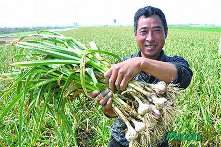 给大蒜冲什么肥料和药好