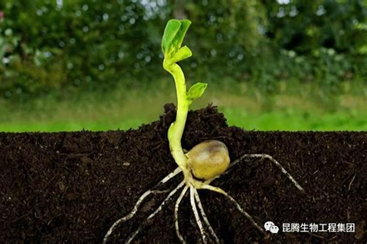 矿源黄腐酸钾的作用和使用方法