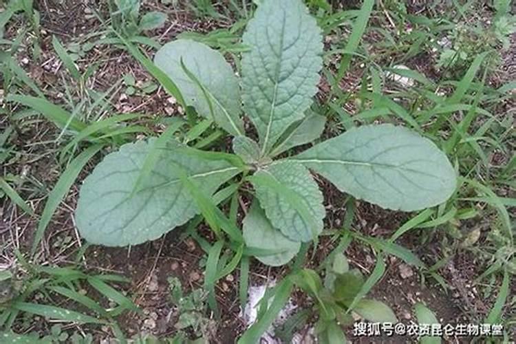 种豆角用什么肥料最好 种豆角用磷酸二氢钾肥可以吗