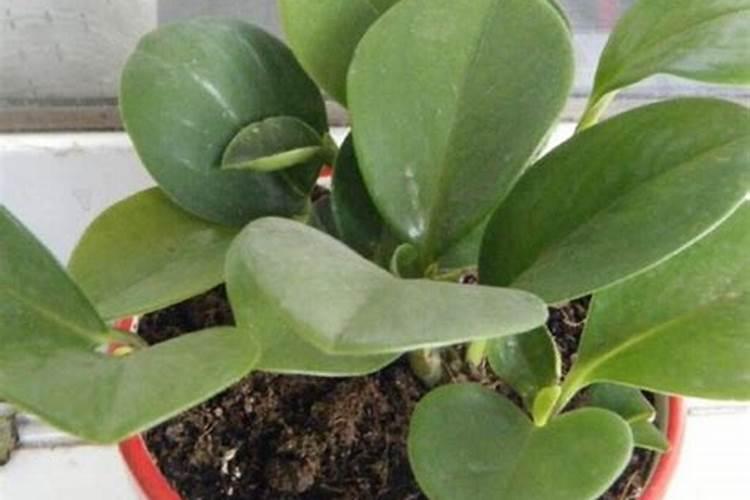 腐植酸能够促进根系生长,对甘蓝施用有哪些好处？